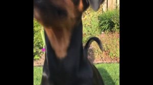 Немецкий пинчер. Интеллект, Вопросы и ответы,  История