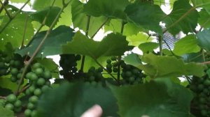 Альфа, 100 кг с одного куста, альфа это северная изабелла, сорт винограда для приготовления вина