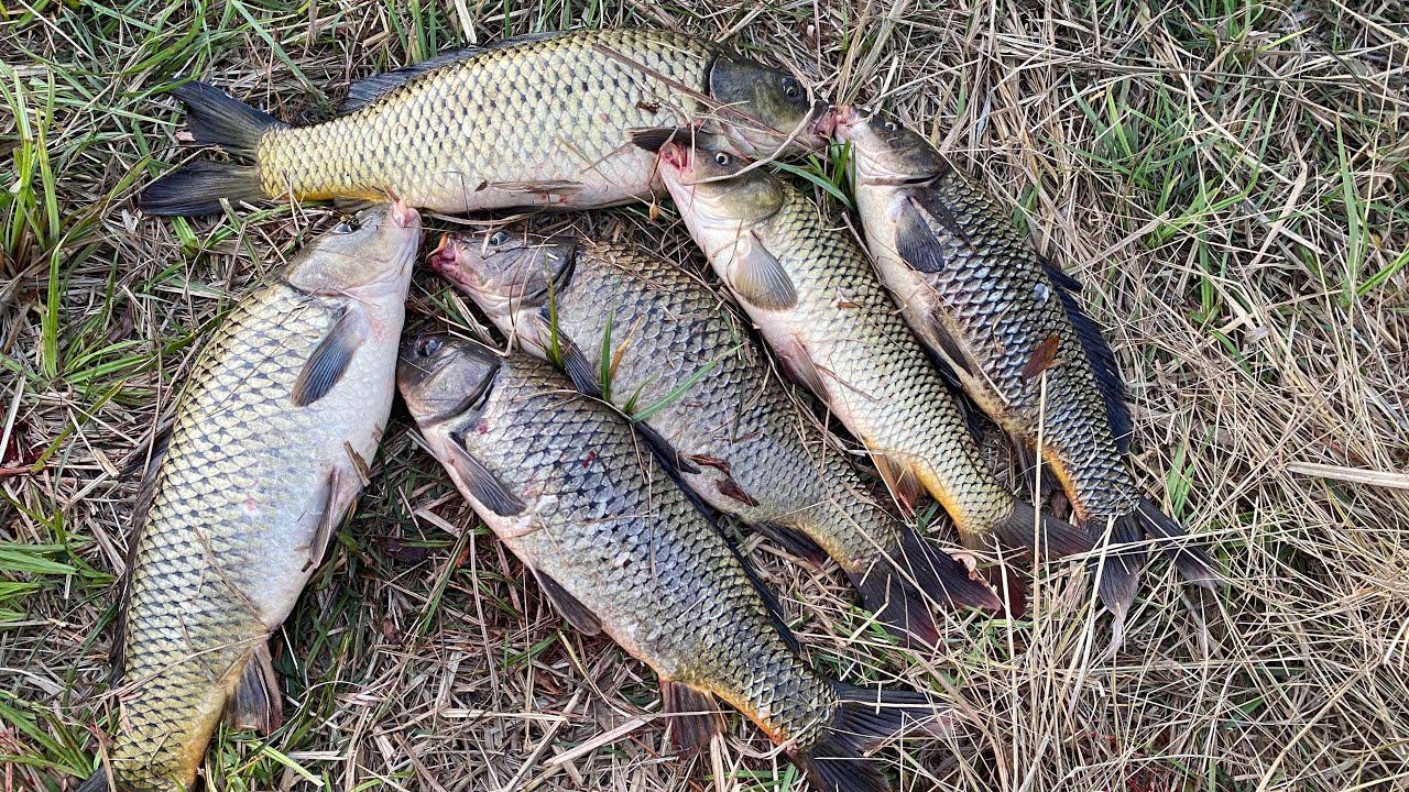 НАЧАЛСЯ ОСЕННИЙ ЖОР САЗАНА! Открыли с отцом сезон осенней рыбалки. смотреть онлайн