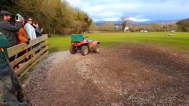 Sheepdog Demonstration 🧑🌾🐑🐕 смотреть онлайн