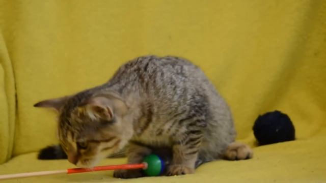 Котята для Вас! Предлагаем: Котята-девочки золотые шотландские страйт. смотреть онлайн