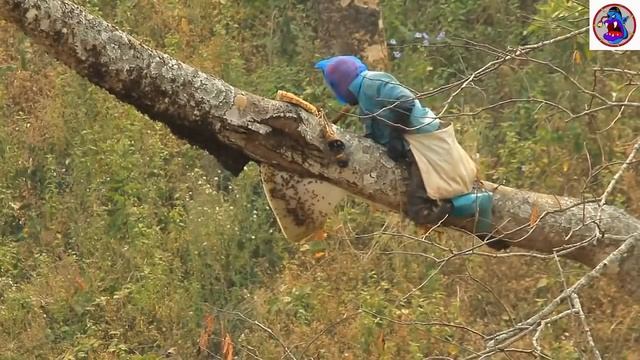 Сбор меда в лесу у гигантских диких пчел! Take honey from wild bees in a tree смотреть онлайн