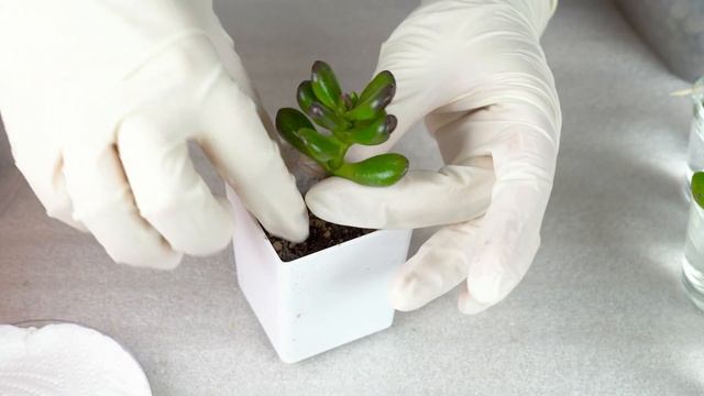 Суккуленты + жидкость?.. Да, если это Крассула! / Размножение черенками в воде смотреть онлайн