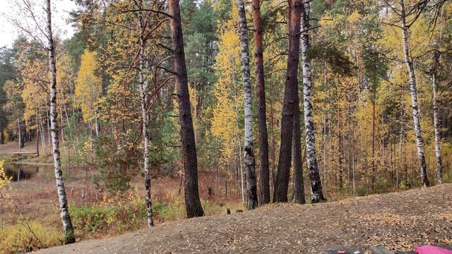 Рыжики, закрытие сезона. смотреть онлайн