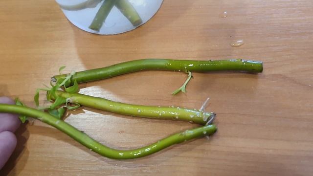 Я ОБАЛДЕЛ. ГЕНИАЛЬНО И ПРОСТО СПОСОБ УКОРЕНЕНИЯ черенков! 100% рабочее средство! Заменяет КОРНЕВИН смотреть онлайн