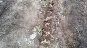 Выращиваем спаржу на своем участке