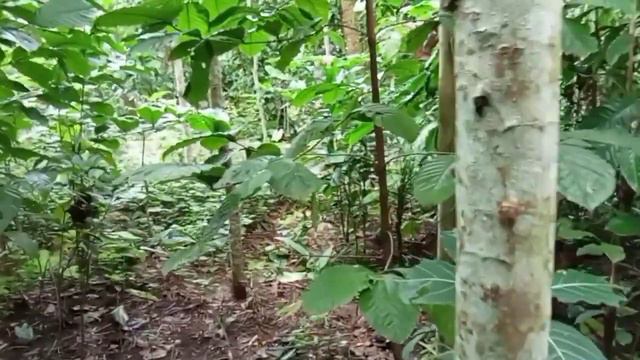 SYNGONIUM PODOPHYLLYUM смотреть онлайн