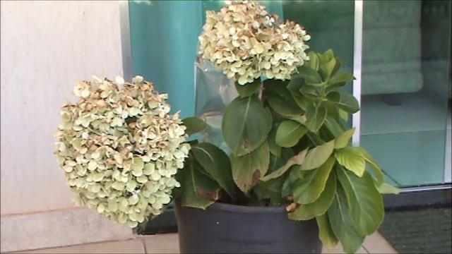 Regando uma planta смотреть онлайн