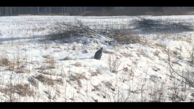 Кенгуру зимой в лесу | Kangaroo in winter смотреть онлайн