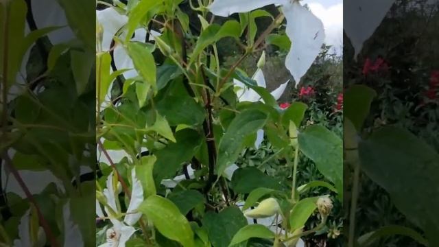 Clematis 'Beautiful Bride' смотреть онлайн