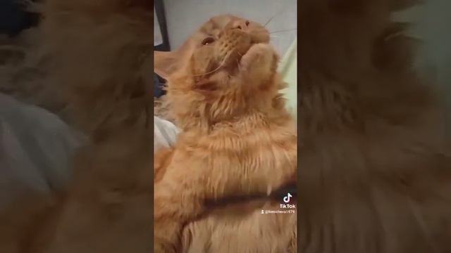 Кот Джокер, Мейн кун. Просто Красавчик. Мы в Тик Токе. смотреть онлайн