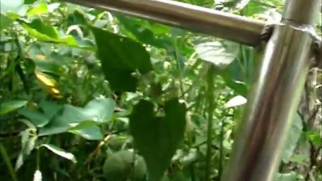 Люди на болоте. Louisiana Swamp.