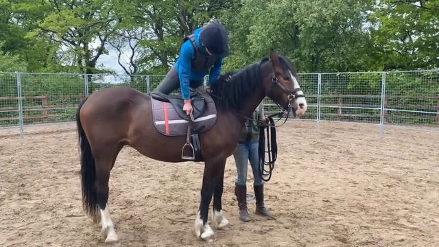 Monty Roberts trained, Joanna Lowes, backs a three year old Welsh Cob смотреть онлайн