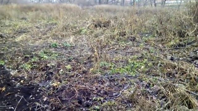 посадка озимого лука/ посадка укропа осенью/ раскисление почвы на участке КФХ в деревне смотреть онлайн