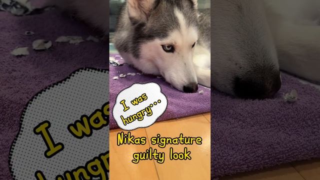 WHAT HAPPENED WHEN HUSKY NIKA IS HUNGRY AND PISSED? смотреть онлайн