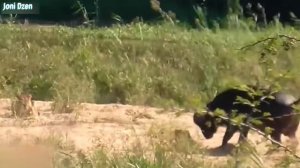 Схватка Буйволов... Вот на что способны Буйволы !