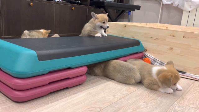 21.03.2023 Маленькие Щеночки Корги Пемброк Small Puppies Corgi Pembroke смотреть онлайн