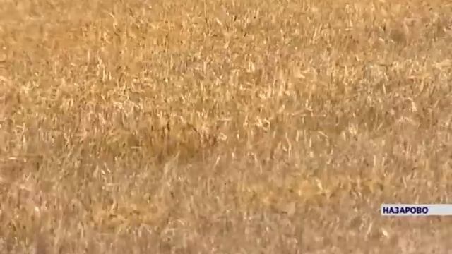 Показываем, как Красноярский край пережил первый сильный снегопад смотреть онлайн