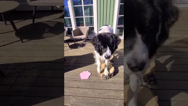 Morning routine. Rear end awereness, beginner's level. смотреть онлайн