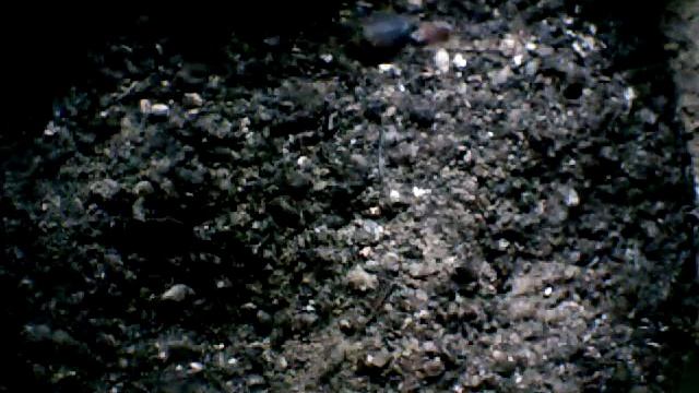 From Internet Camera(Turmfalken[03:1A:A5])2014/07/11,07:30:26_D смотреть онлайн