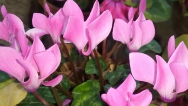 ЗАБОЛЕЛ Цикламен. Как вернуть здоровье цикламену. Болезни, их лечение и профилактика.