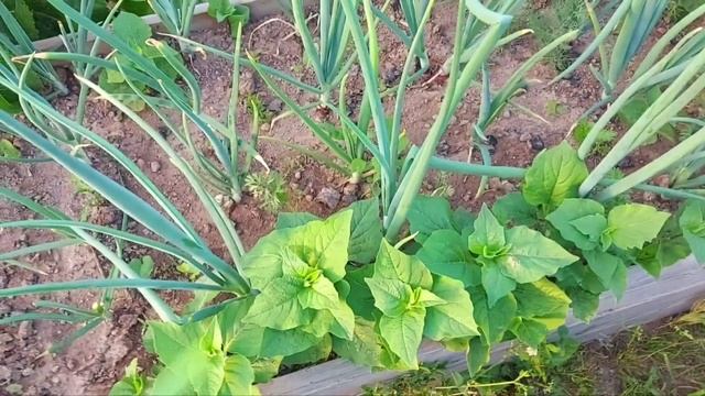 конец июня Лен область "Сосновый Бор" обзор моих растушек ??♀️? смотреть онлайн