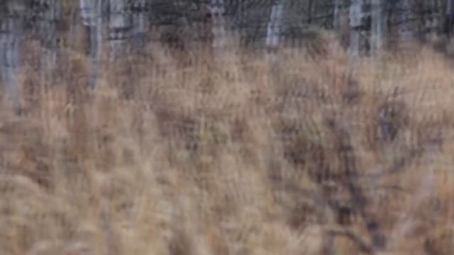 Охотнику удалось заснять ЙЕТИ!!!