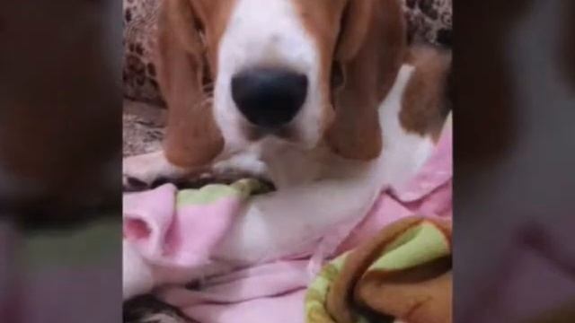 Мой Пёс Чаппи смотреть онлайн