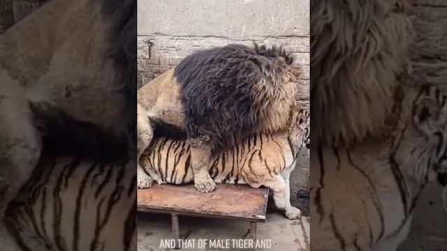 Liger or Tiger? ? #liger #tigon #hybrids #liontheking #tiger #breeding #wildlife #nature #shorts смотреть онлайн