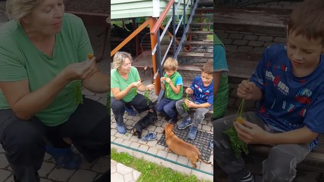 Дегустация моркови Парижская каротель. смотреть онлайн