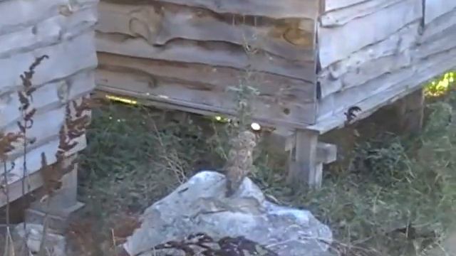 Дикая природа.Западный Крым.Лиса.Сова.Полёвка. смотреть онлайн
