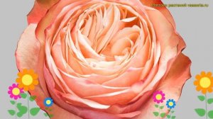 Роза чайно-гибридная Кахала. Краткий обзор, описание характеристик, где купить саженцы rosa Kahala