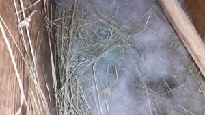 Вздутие у крольчат//раздуло живот//как лечить  крольчат!