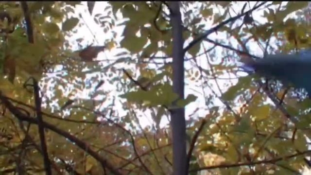 ДРАКОНЫ Schleich? смотреть онлайн