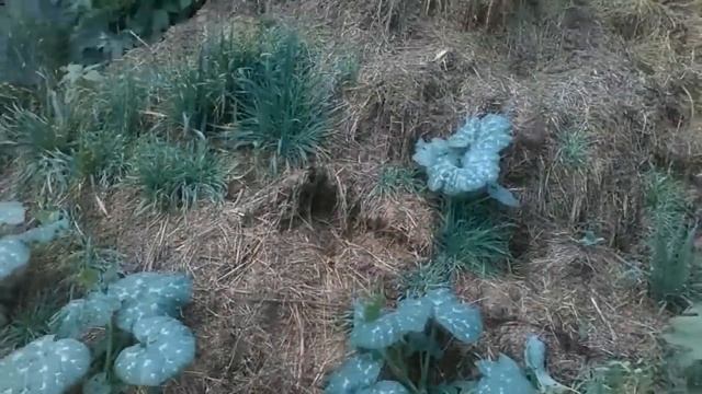 Ранний урожай кабачков. Как и когда подкармливать. Самый лучший способ смотреть онлайн