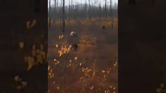 Амурская область поедания ягоды смотреть онлайн