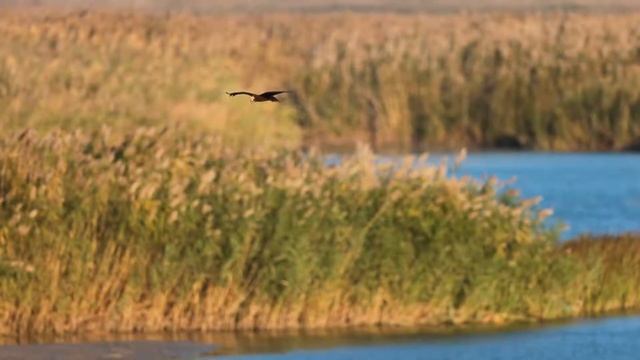 Астраханский заповедник смотреть онлайн