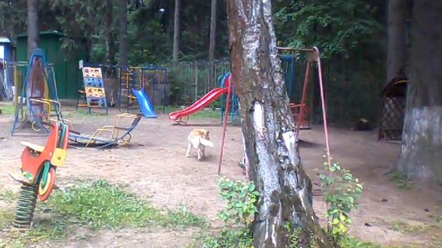 Поведение собак. А не соблаговолит ли высокочтимый пес уделить внимание щенку? смотреть онлайн