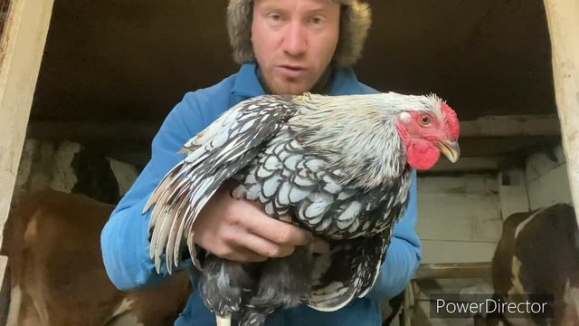 КОРОВУ ВСЁ ЖЕ КУПЯТ/ СВЁЛ БОРОДАВКИ У КОРОВЫ/ ПЕТУХИ НА ПЛЕМЯ/ СУШУ ПЕРЦЫ/ ЛУЧШИЕ РОЗЫ У ХАРЧЕНКО смотреть онлайн