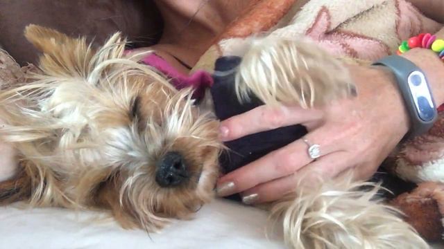 2018 йорик сфинкс кот 45 смотреть онлайн