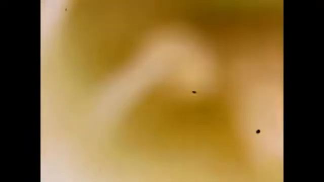 Цветок черемухи | Macro | Увеличение 80х смотреть онлайн