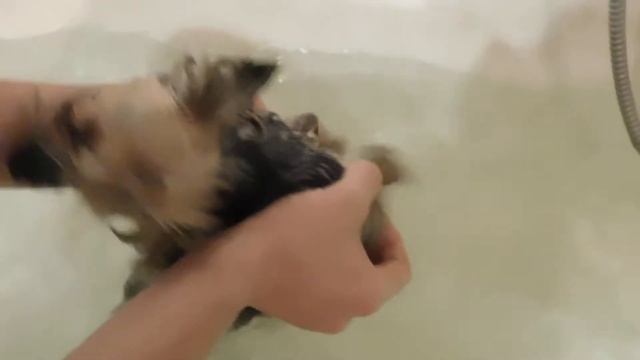 Собака плавает в ванне смотреть онлайн