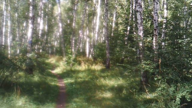 Видео. Летняя природа. Березовая роща. смотреть онлайн
