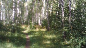 Видео. Летняя природа. Березовая роща.