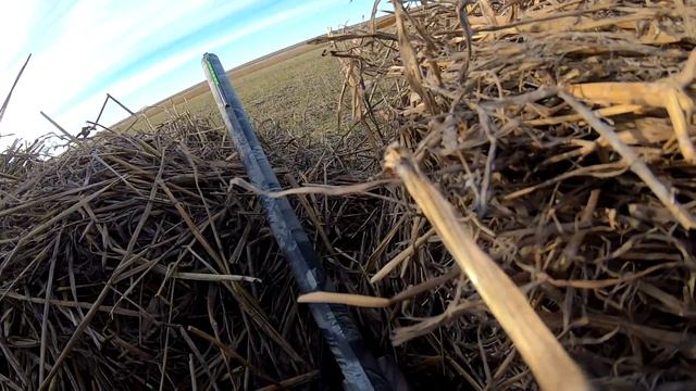 Северная утка прет дуром-садится прям в скрадок! Поставил скрадок в поле и пошло Охота на утку 2021 смотреть онлайн