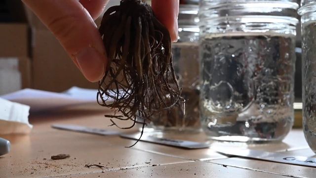 Pre-sprouting Ranunculus for Spring Cut Garden смотреть онлайн