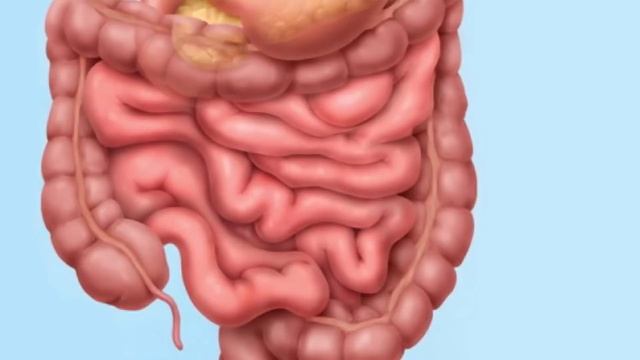 The Human Body | Facts About the Parts of the Human Body System смотреть онлайн