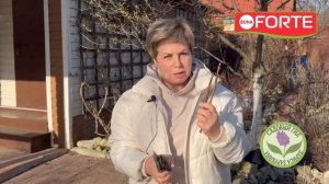 Как правильно обрезать и подкормить гортензии весной. Новое водорастворимое удобрение Bona Forte