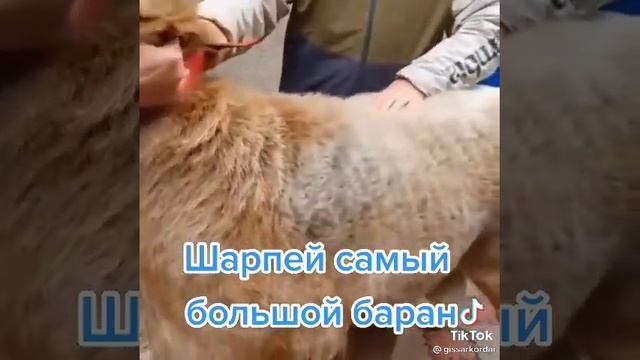 Шарпей самый большой баран ? смотреть онлайн