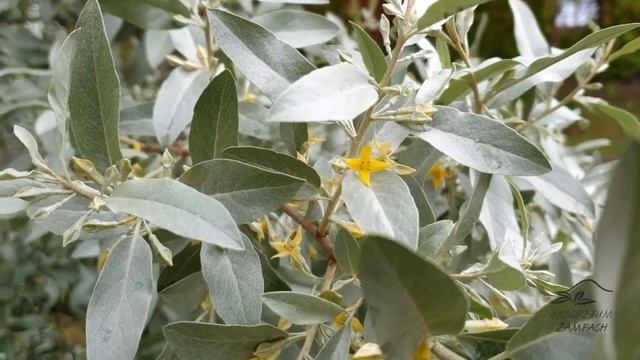 Elaeagnus Angustifolia 'Caspica' Hlošina úzkolistá